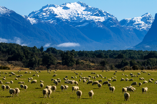 6 Reasons Why NZ Lanolin is Now Taking the World by Storm